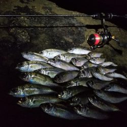 台風一過、アジング調査