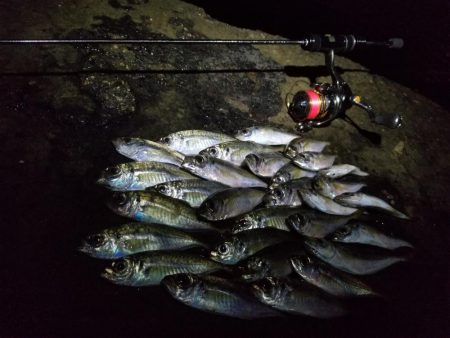 台風一過、アジング調査
