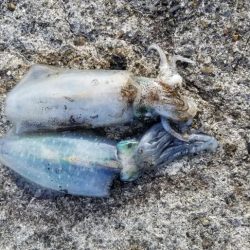 逢井漁港 エギング