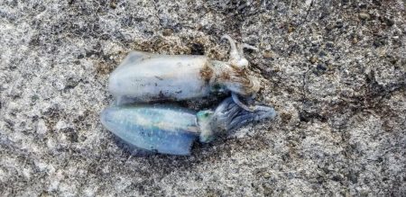 逢井漁港 エギング