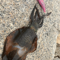 瀬戸内の島エギング(2019-6)