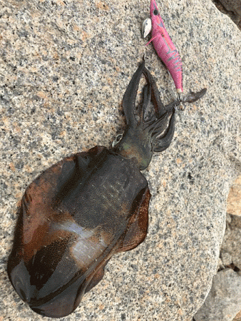 瀬戸内の島エギング(2019-6)