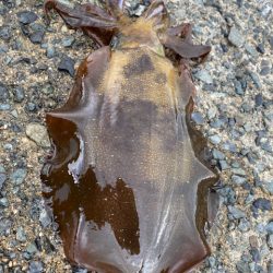 過去最高の・・・