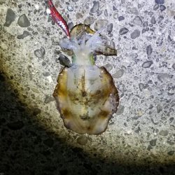 初島漁港内と近くのテトラでエギング