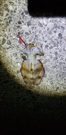 初島漁港内と近くのテトラでエギング