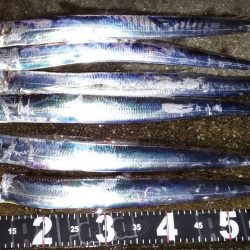 舞洲のタチウオ