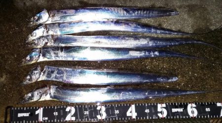 舞洲のタチウオ