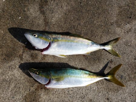 ハマチ渋い目！