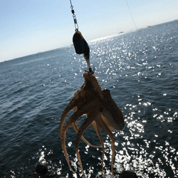 姫路イイダコ(2019-2)