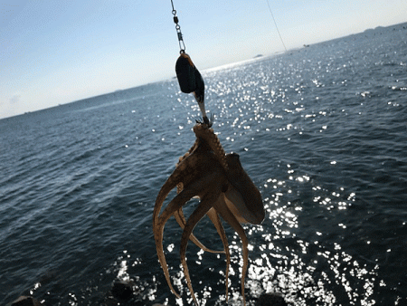 姫路イイダコ(2019-2)