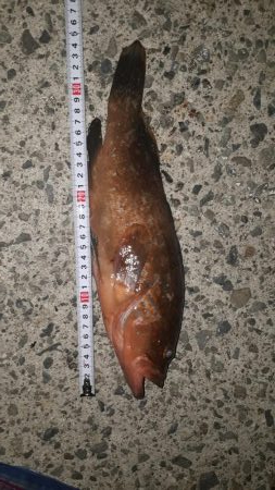 アコウ34cm クロソイ23cm