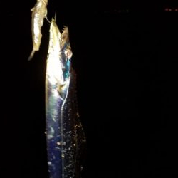 太刀魚お裾分けミッション