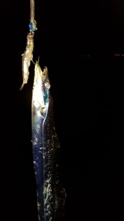 太刀魚お裾分けミッション