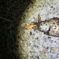 エギング　終盤？