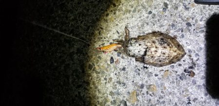 エギング　終盤？