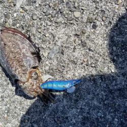 エギングと餌で