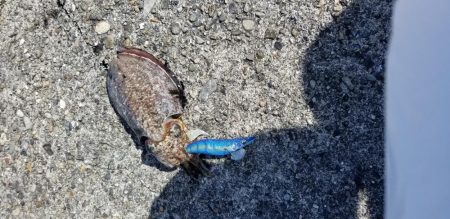 エギングと餌で