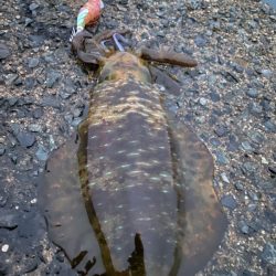 大変良くできました。