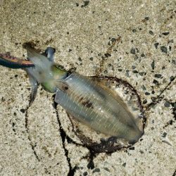 はじめて3.5号で釣れました