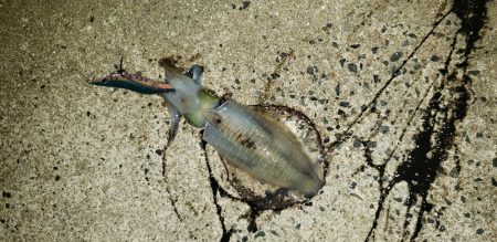 はじめて3.5号で釣れました