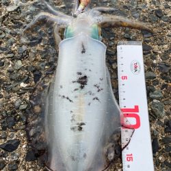 エメラルダスAIR86MIお疲れ様でした。