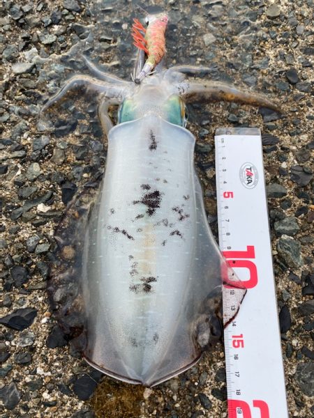 エメラルダスＡＩＲ８６ＭＩお疲れ様でした。…