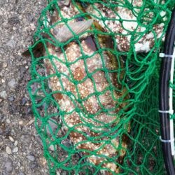 潮とまり、、、、かなあ。グレもタイも無し（涙）