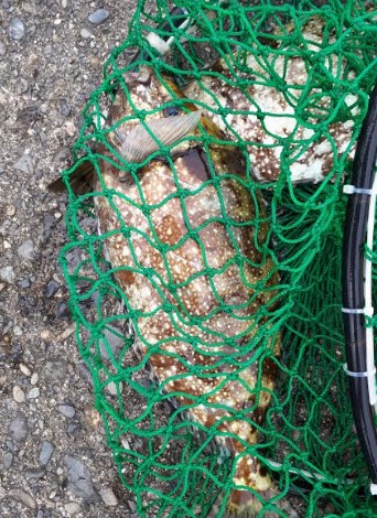 潮とまり、、、、かなあ。グレもタイも無し（…