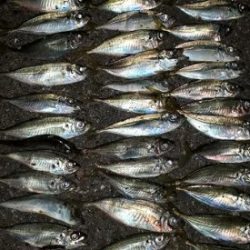 アジ！アジ！！アジ！！！アジ！！！！アジ！！！！！！入れ食い☆