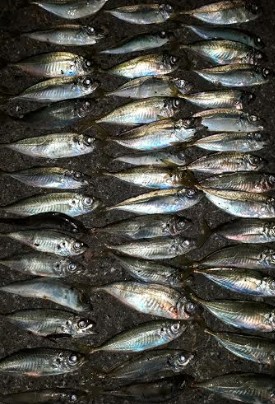 アジ！アジ！！アジ！！！アジ！！！！アジ！…