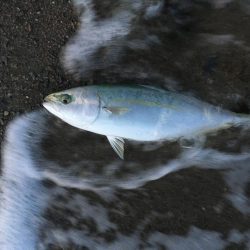 大神子でツバス