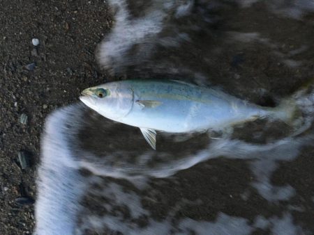 大神子でツバス