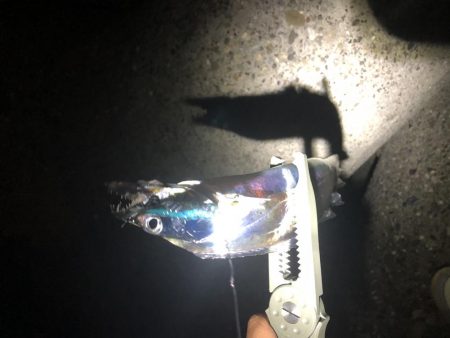 タチウオ釣行！