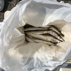 入れ食いカマス