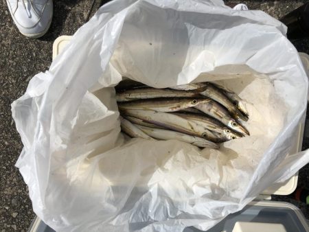 入れ食いカマス