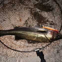 シーバス活性高し!!