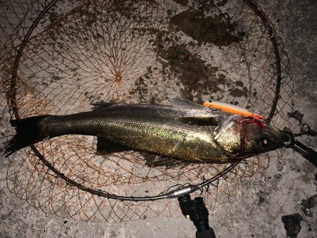 シーバス活性高し!!