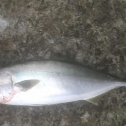 ハマチ・サゴシ