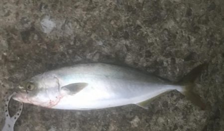 ハマチ・サゴシ