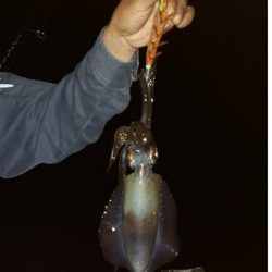 大きくなってきた