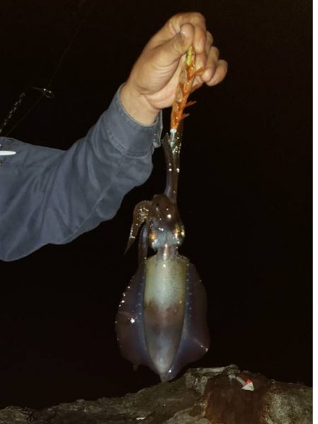 大きくなってきた