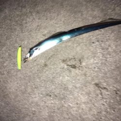 一投目!価値あるタッチー