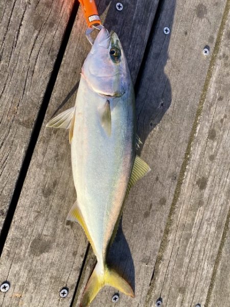 シーサイドコスモでハマチ