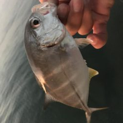 ランガンメッキ探し