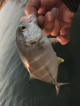 ランガンメッキ探し