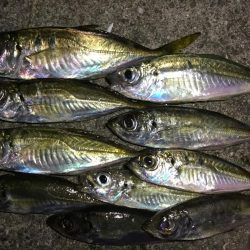 ナイトアジング