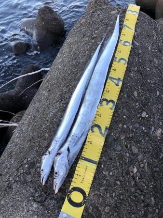 太刀魚と青物渋め