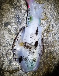 エギングこの秋最高の…