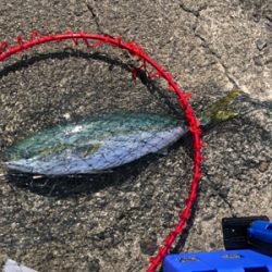 坂ノ市一文字でショアジギ