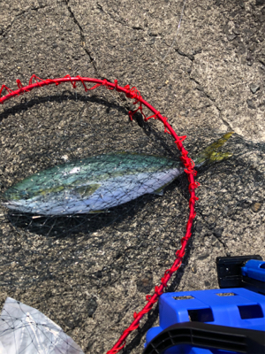 坂ノ市一文字でショアジギ